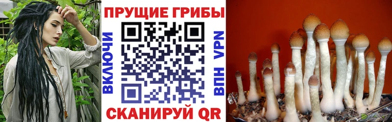 маркетплейс какой сайт Волгореченск Галлюциногенные грибы Magic Shrooms